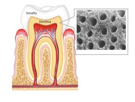 Struttura del dente